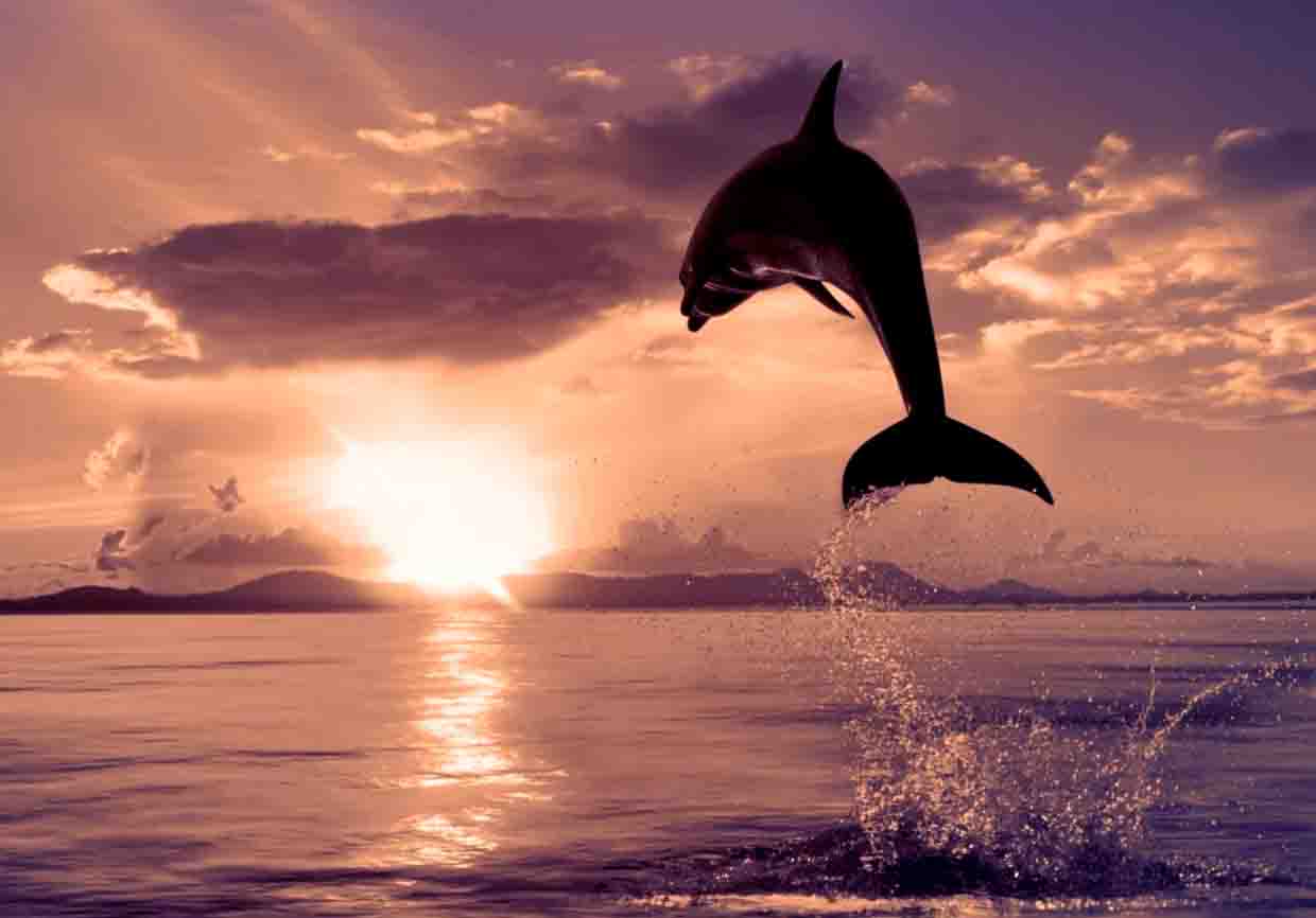 delfin.jpg (41.54 Kb)